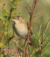 /album/my-local-birding-gallery/grasshopper-warbler-new-arrival-jpg/